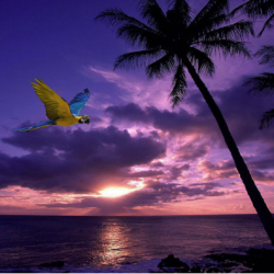 A sunset at a beach on a tropical island. A blue and yellow bird flies across the sky