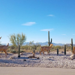 Sculptures along a desert road. Sculptures are cows and cacti