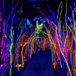 Inside a building, a forest with the trees painted in neon colors a path through the middle.